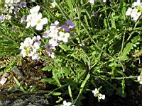 Solidago Virgaurea (ss-esp. Alpestris) (fam. Composees) (Europe) (02) (Photo F. Mrugala)